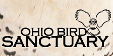 Ohio Bird Sanctuary - Membership - Hawk