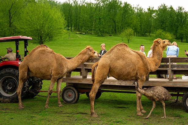 Wilstem Wildlife Park