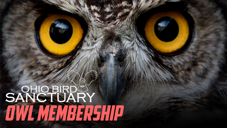 Ohio Bird Sanctuary - Membership - Owl